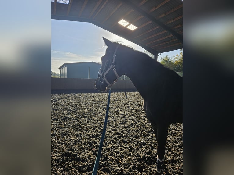 Hannoveriano Caballo castrado 2 años 170 cm Morcillo in Lienen