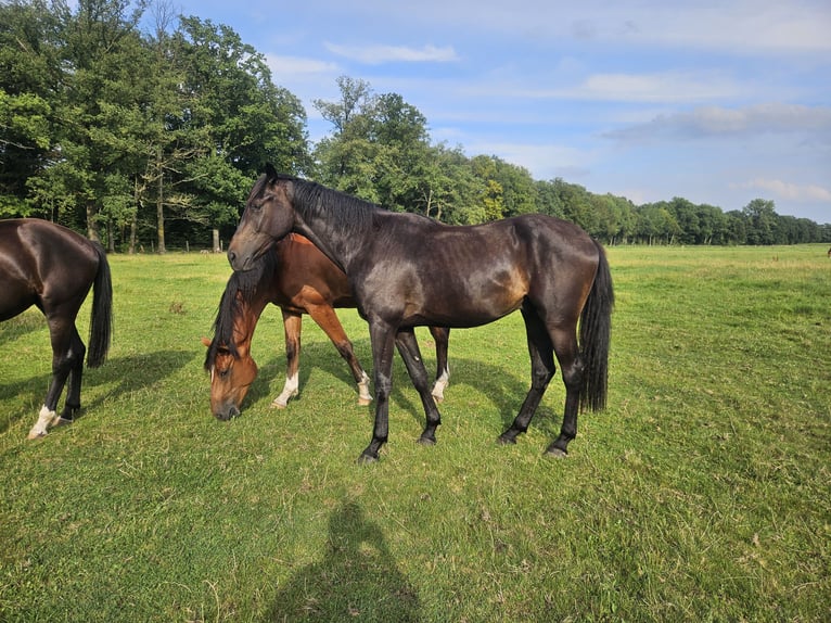 Hannoveriano Caballo castrado 2 años 170 cm Morcillo in Lienen