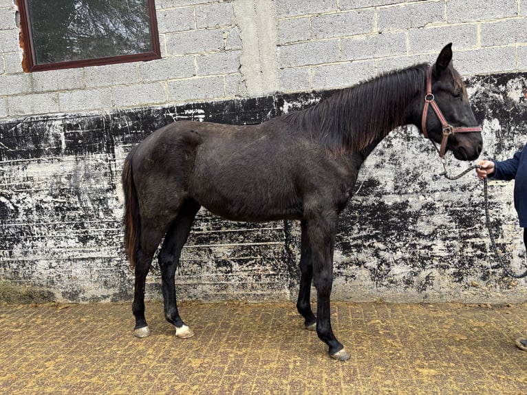 Hannoveriano Caballo castrado 2 años 170 cm Negro in Brechen