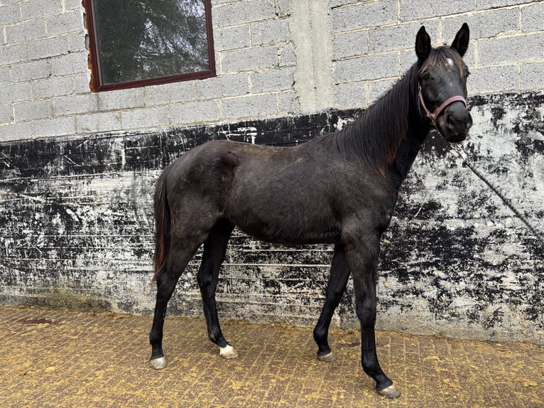 Hannoveriano Caballo castrado 2 años 170 cm Negro in Brechen