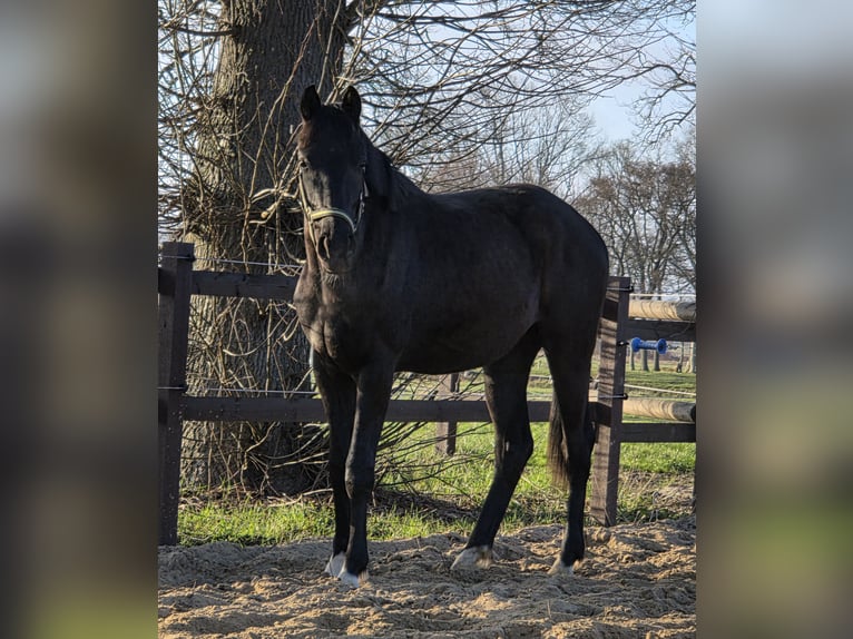 Hannoveriano Caballo castrado 2 años 170 cm Negro in Ihlienworth