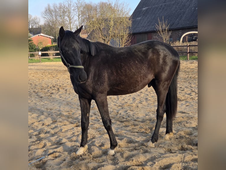 Hannoveriano Caballo castrado 2 años 170 cm Negro in Ihlienworth