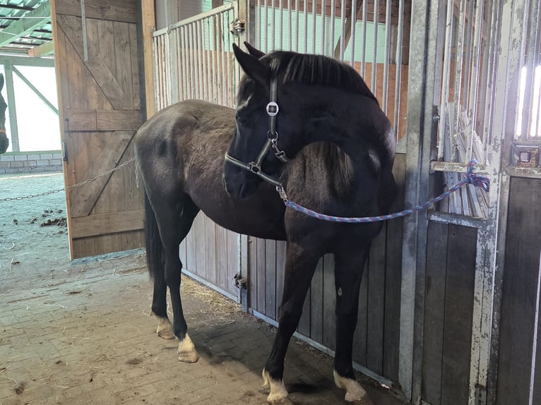Hannoveriano Caballo castrado 2 años 170 cm Negro in Ihlienworth