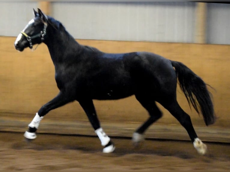 Hannoveriano Caballo castrado 2 años 170 cm Negro in Fredenbeck