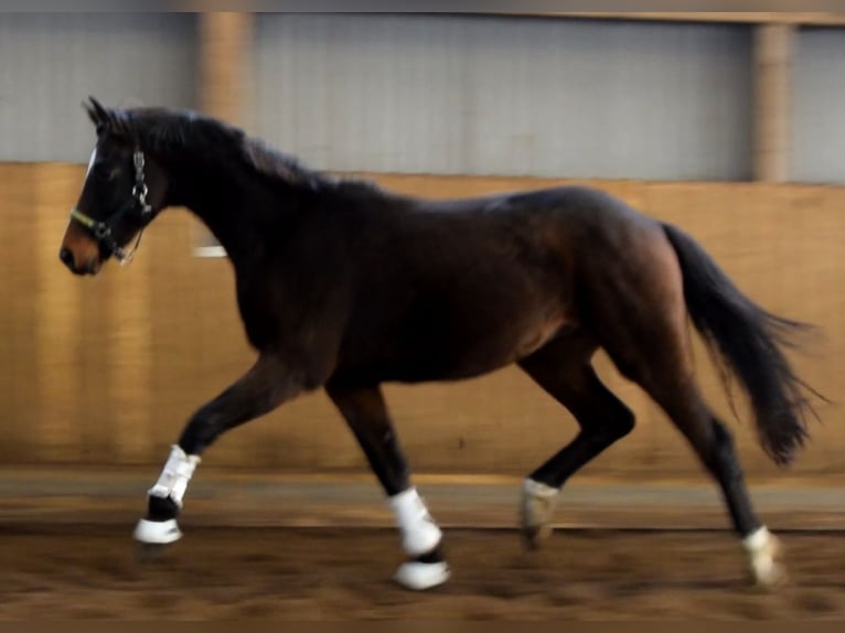 Hannoveriano Caballo castrado 2 años 170 cm Negro in Fredenbeck