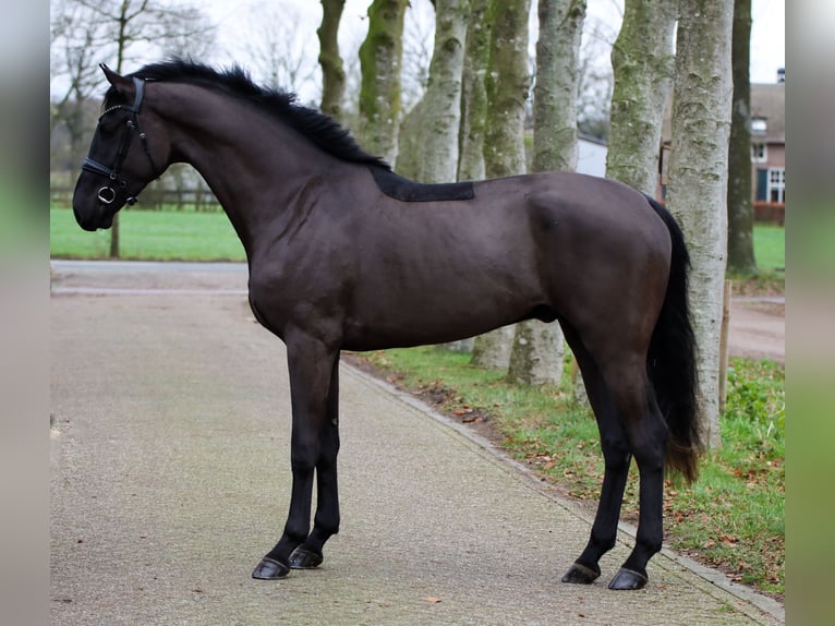 Hannoveriano Caballo castrado 2 años 170 cm Negro in Ratingen