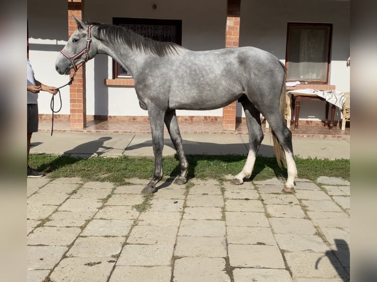 Hannoveriano Caballo castrado 2 años 170 cm Tordo in Békéscsaba