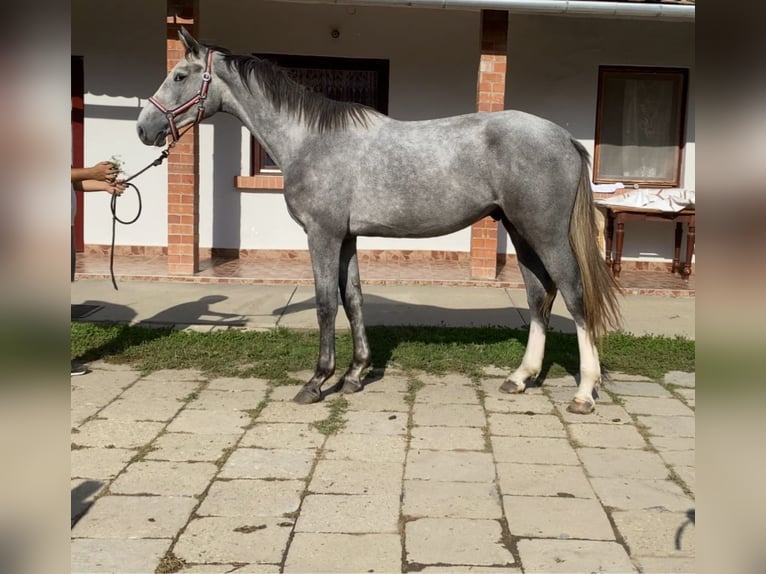 Hannoveriano Caballo castrado 2 años 170 cm Tordo in Békéscsaba