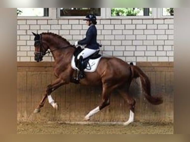 Hannoveriano Caballo castrado 2 años 171 cm Castaño oscuro in Greifenstein