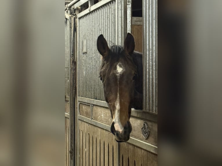 Hannoveriano Caballo castrado 2 años 172 cm Castaño in Langwedel