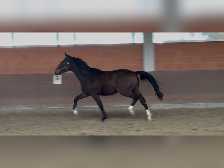 Hannoveriano Caballo castrado 2 años 172 cm Castaño in Langwedel