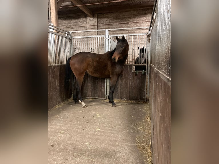 Hannoveriano Caballo castrado 2 años 172 cm Castaño in Briest- Wust