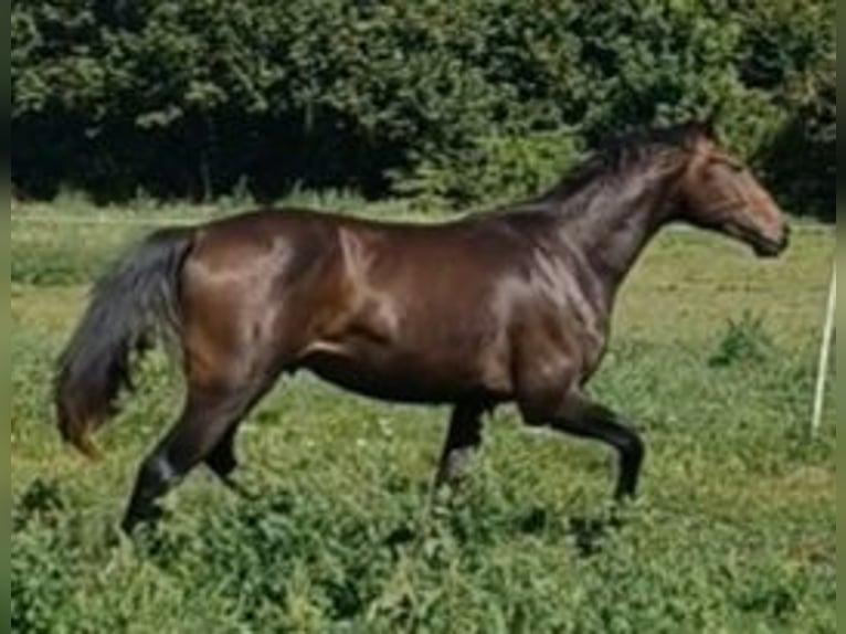 Hannoveriano Caballo castrado 2 años 172 cm Castaño oscuro in M&#xFC;hlenberge