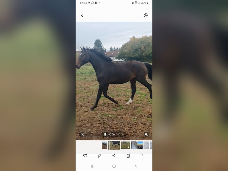 Hannoveriano Caballo castrado 2 años 172 cm Castaño oscuro in M&#xFC;hlenberge