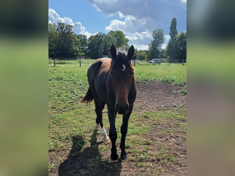 Hannoveriano Caballo castrado 2 años 172 cm Castaño oscuro in M&#xFC;hlenberge