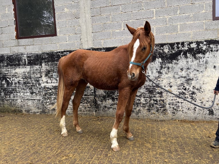 Hannoveriano Caballo castrado 2 años 175 cm Alazán in Brechen