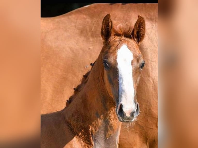 Hannoveriano Caballo castrado 2 años in Wetschen