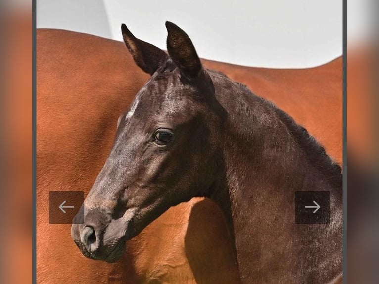 Hannoveriano Caballo castrado 2 años in Wetschen