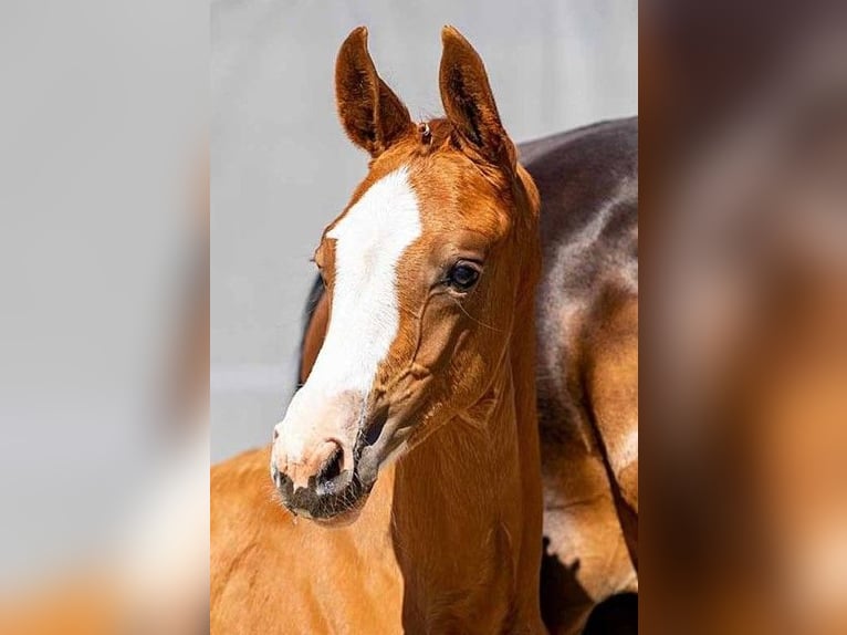 Hannoveriano Caballo castrado 2 años in Wetschen