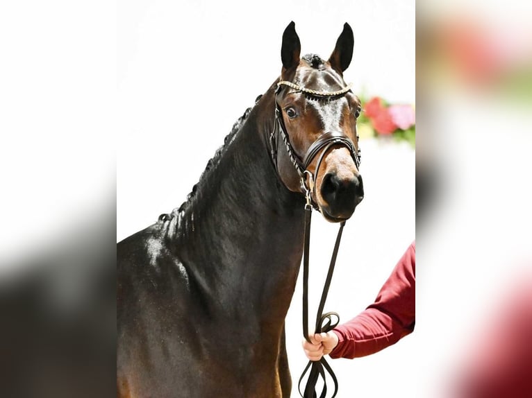 Hannoveriano Caballo castrado 2 años in Wetschen