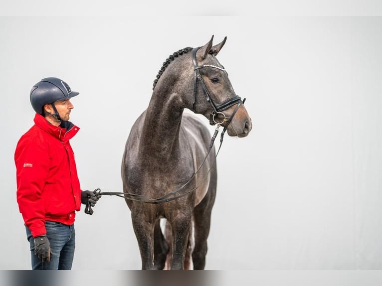 Hannoveriano Caballo castrado 2 años in Wetschen