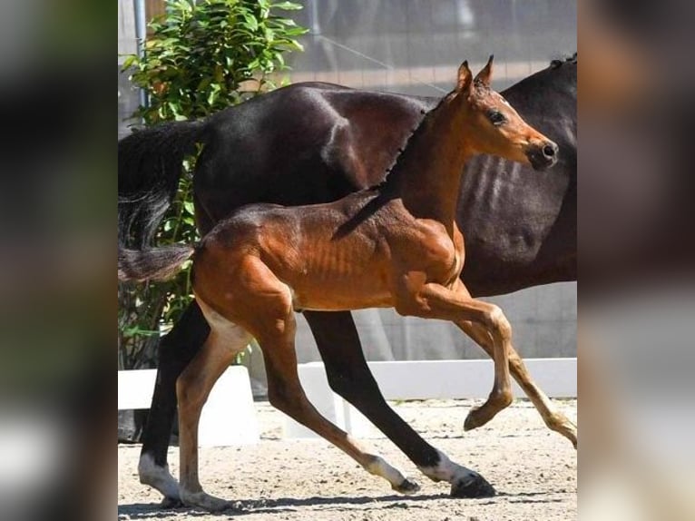 Hannoveriano Caballo castrado 2 años in Wetschen