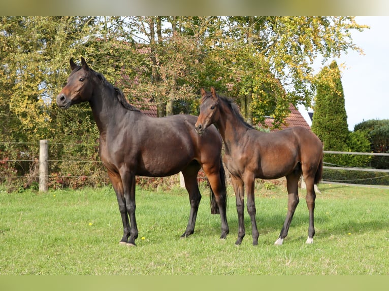 Hannoveriano Caballo castrado 2 años Castaño oscuro in Dorf Mecklenburg