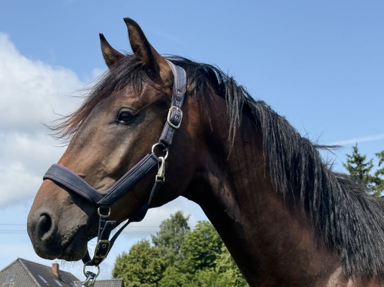 Hannoveriano Caballo castrado 2 años Castaño oscuro in Dorf Mecklenburg