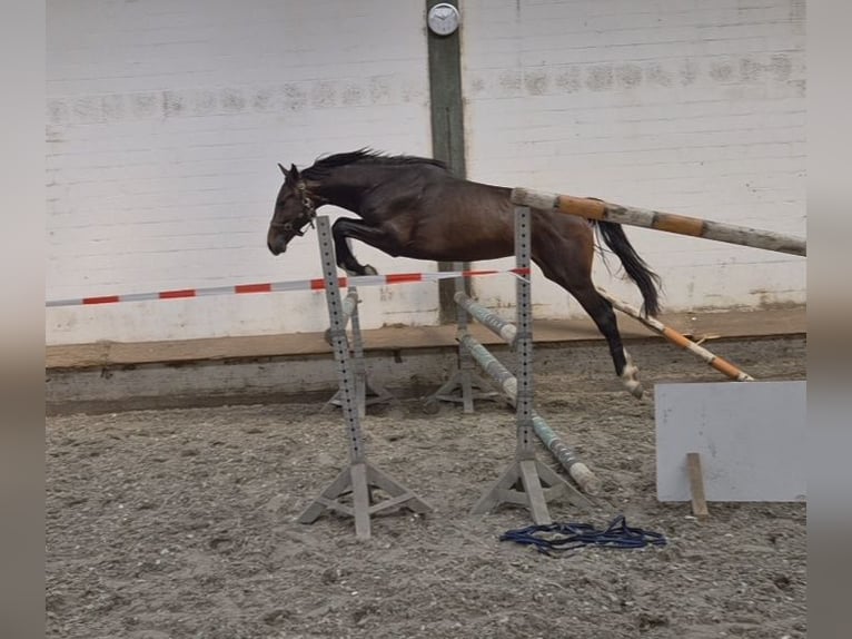 Hannoveriano Caballo castrado 2 años Castaño oscuro in Grasberg