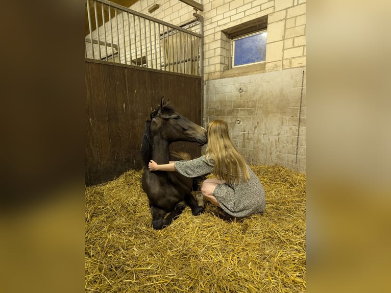 Hannoveriano Caballo castrado 2 años Morcillo in Minden