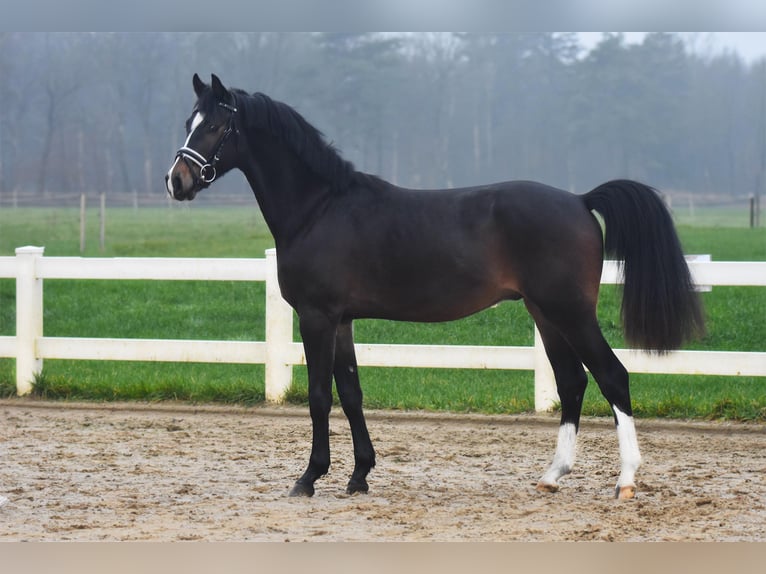 Hannoveriano Caballo castrado 3 años 151 cm Castaño oscuro in Oerel