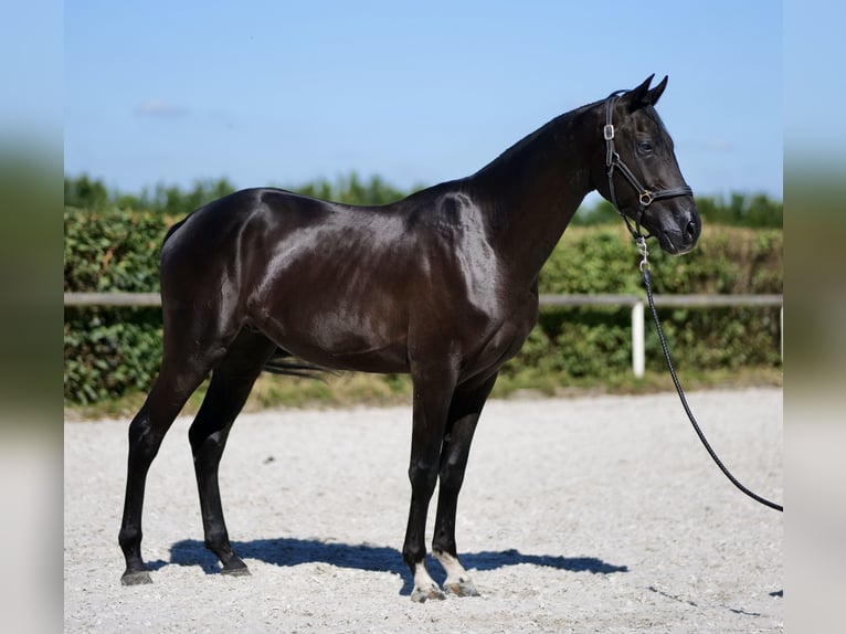 Hannoveriano Caballo castrado 3 años 154 cm Negro in Neustadt (Wied)