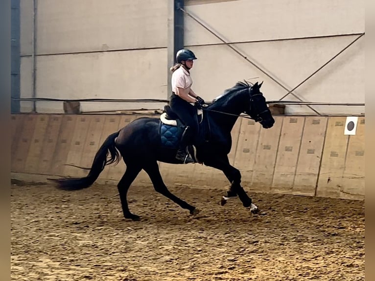 Hannoveriano Caballo castrado 3 años 154 cm Negro in Neustadt (Wied)