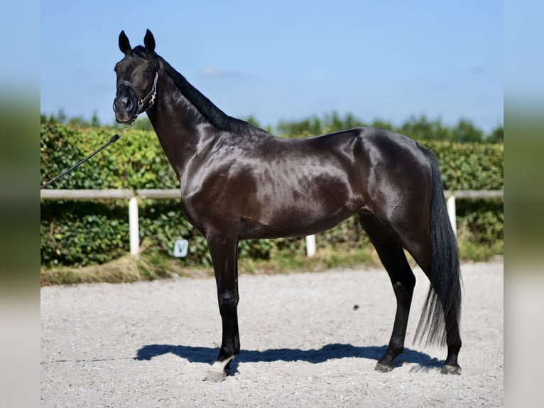 Hannoveriano Caballo castrado 3 años 154 cm Negro in Neustadt (Wied)