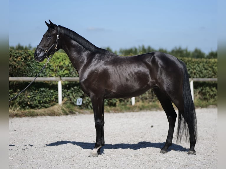 Hannoveriano Caballo castrado 3 años 154 cm Negro in Neustadt (Wied)