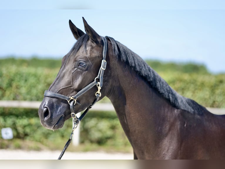 Hannoveriano Caballo castrado 3 años 154 cm Negro in Neustadt (Wied)