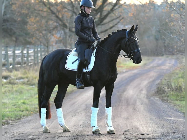 Hannoveriano Caballo castrado 3 años 157 cm Negro in Kamern