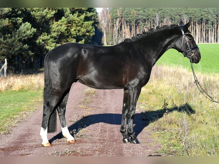Hannoveriano Caballo castrado 3 años 157 cm Negro in Kamern