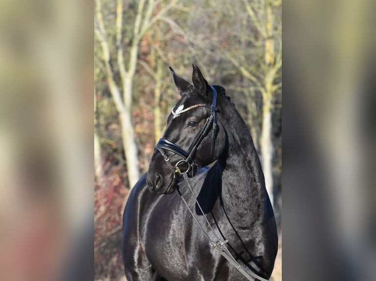 Hannoveriano Caballo castrado 3 años 157 cm Negro in Kamern