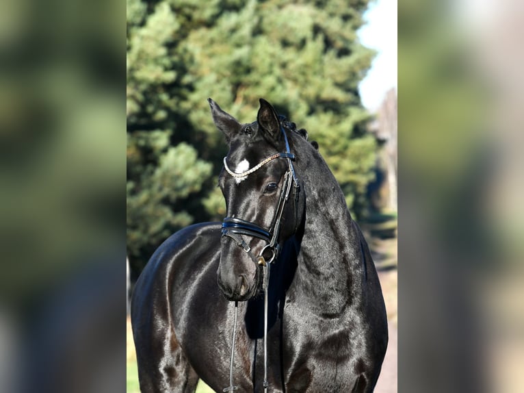 Hannoveriano Caballo castrado 3 años 157 cm Negro in Kamern