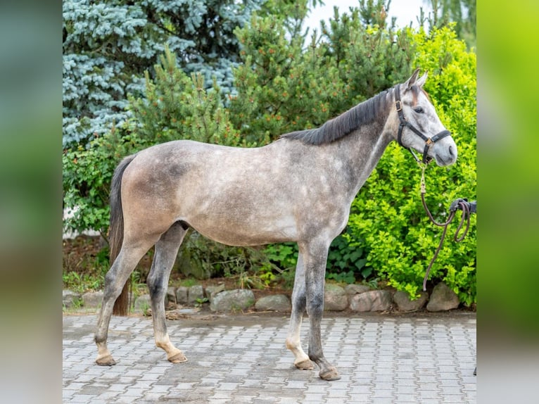 Hannoveriano Caballo castrado 3 años 159 cm Tordo in Dallgow-D&#xF6;beritz
