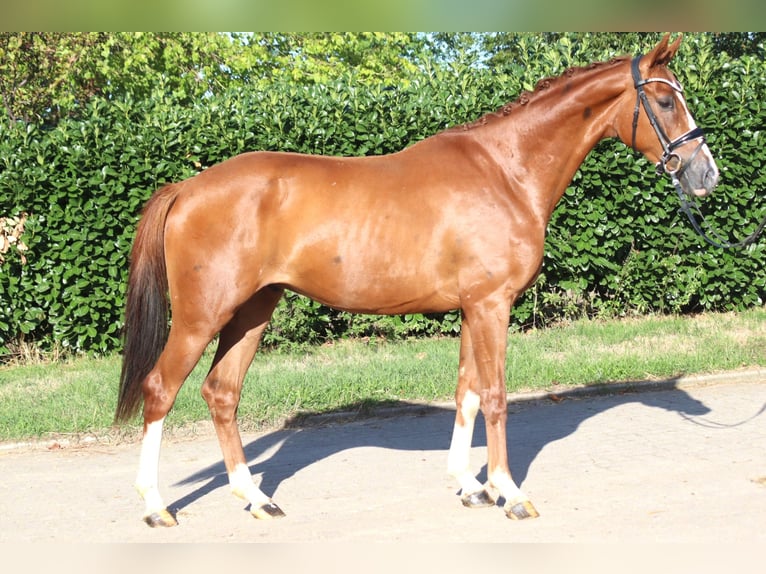 Hannoveriano Caballo castrado 3 años 160 cm Alazán in Selsingen