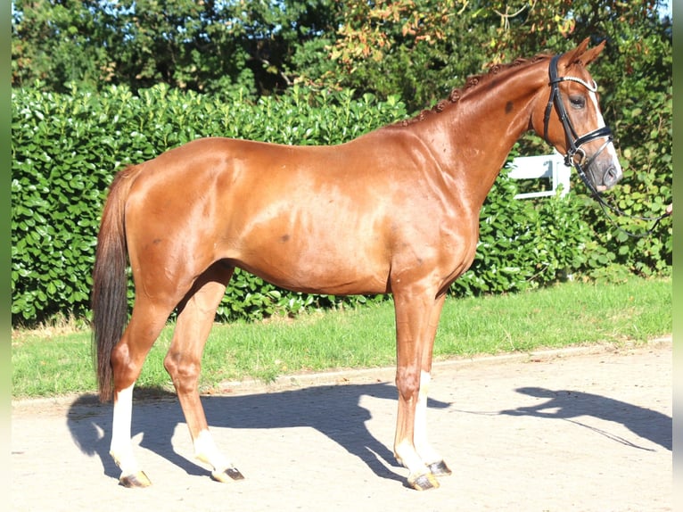 Hannoveriano Caballo castrado 3 años 160 cm Alazán in Selsingen