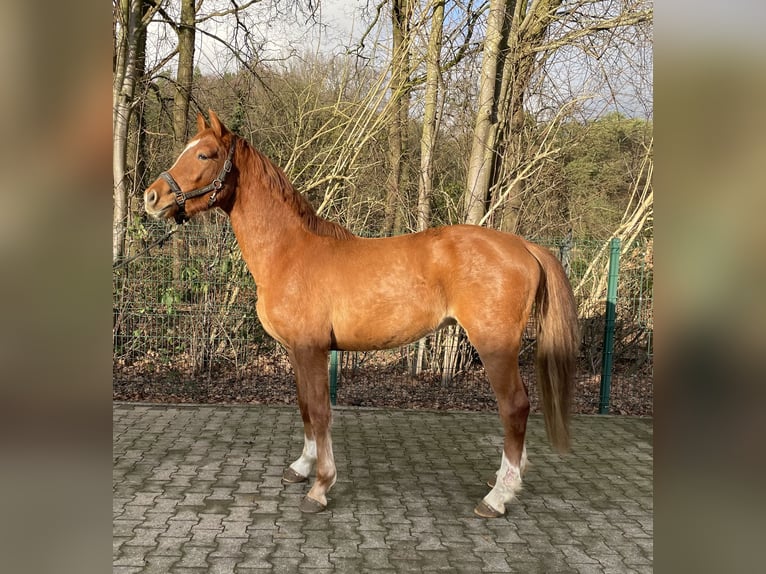 Hannoveriano Caballo castrado 3 años 160 cm Alazán in Verl