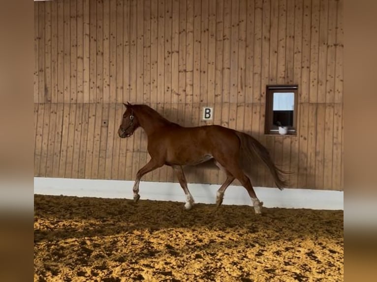 Hannoveriano Caballo castrado 3 años 160 cm Alazán in Verl