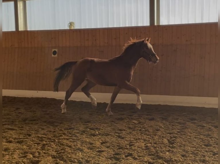 Hannoveriano Caballo castrado 3 años 160 cm Alazán in Verl