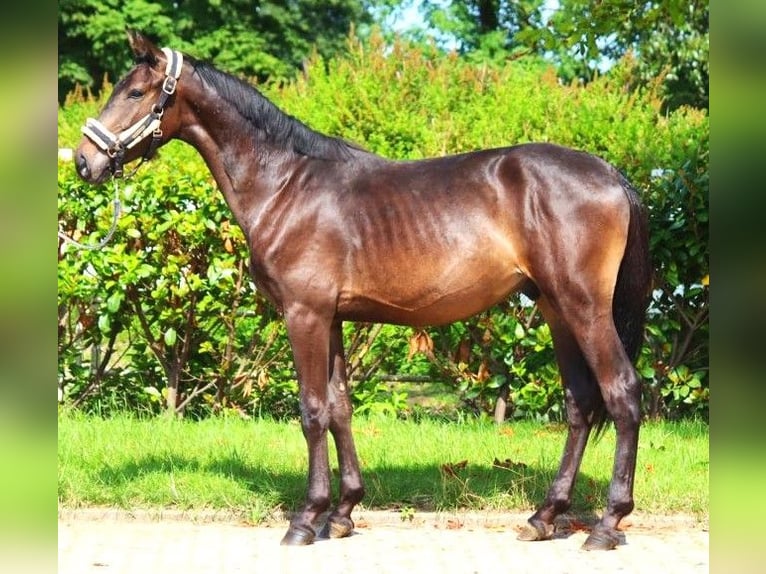 Hannoveriano Caballo castrado 3 años 160 cm Castaño oscuro in Selsingen