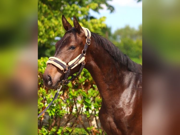 Hannoveriano Caballo castrado 3 años 160 cm Castaño oscuro in Selsingen