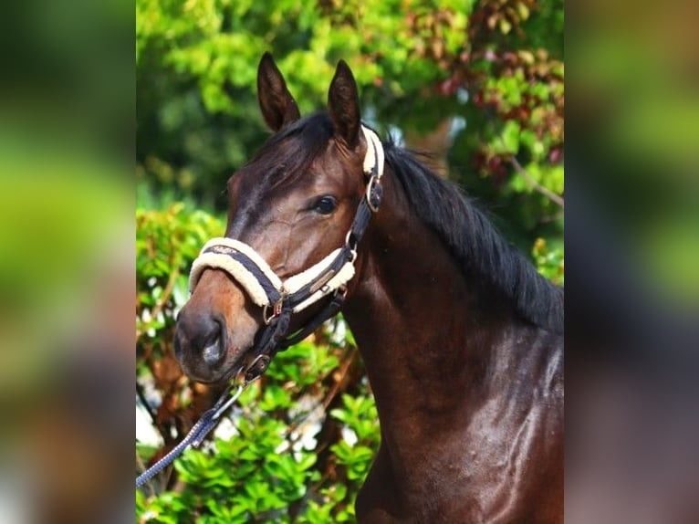 Hannoveriano Caballo castrado 3 años 160 cm Castaño oscuro in Selsingen