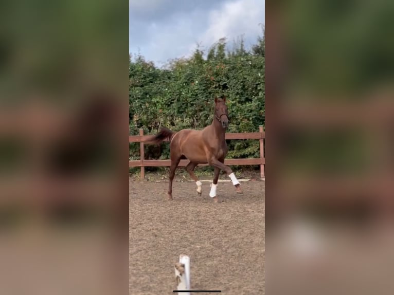 Hannoveriano Caballo castrado 3 años 161 cm Alazán in Blekendorf